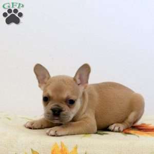 Wilson, Frenchton Puppy