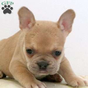 Wilson, Frenchton Puppy
