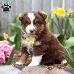 Winky, Miniature Australian Shepherd Puppy