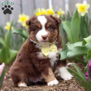 Winky, Miniature Australian Shepherd Puppy