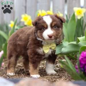 Winky, Miniature Australian Shepherd Puppy