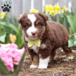 Winky, Miniature Australian Shepherd Puppy