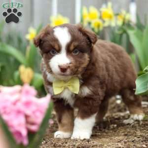 Winky, Miniature Australian Shepherd Puppy