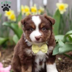 Winky, Miniature Australian Shepherd Puppy