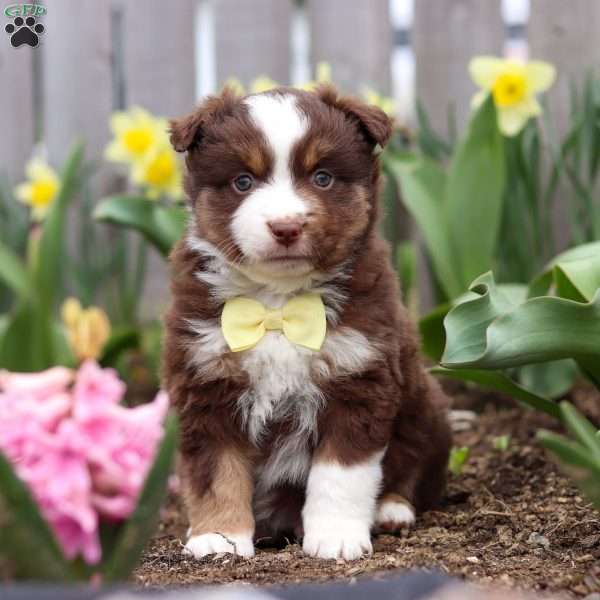 Winky, Miniature Australian Shepherd Puppy