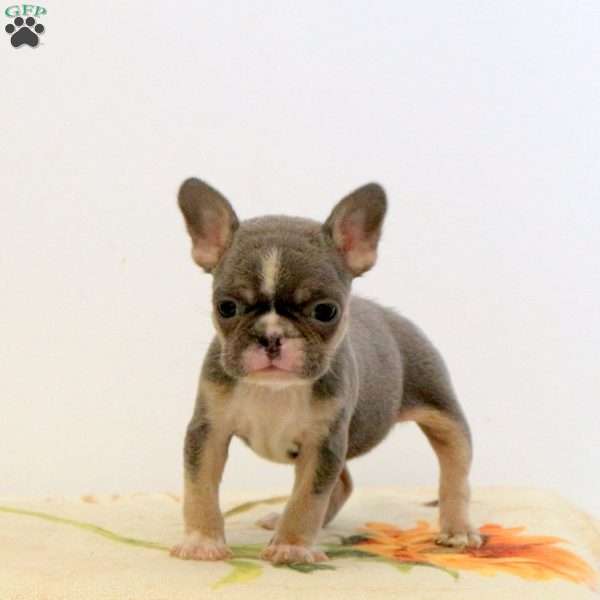 Winnie, Frenchton Puppy
