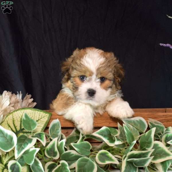 Winnie, Teddy Bear Puppy