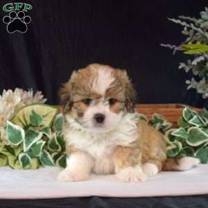 Winnie, Teddy Bear Puppy