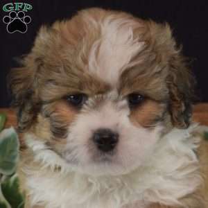 Winnie, Teddy Bear Puppy
