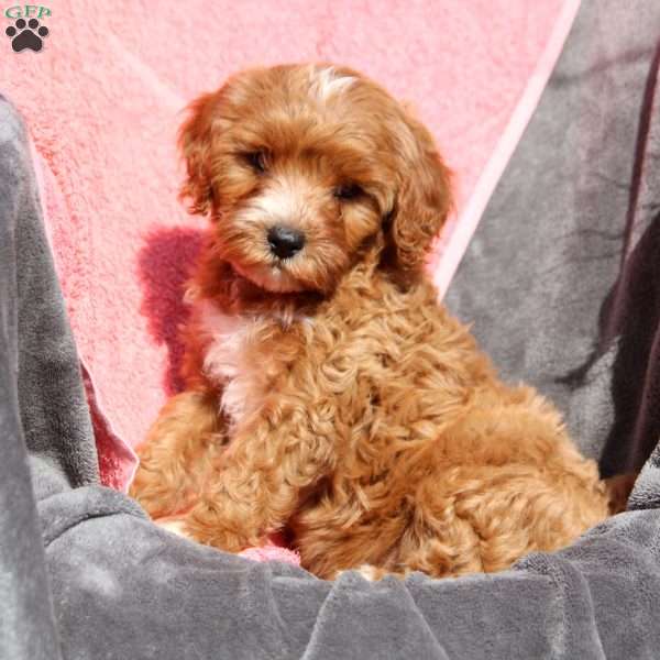 Winston, Cavapoo Puppy