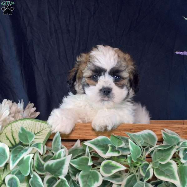 Winston, Teddy Bear Puppy