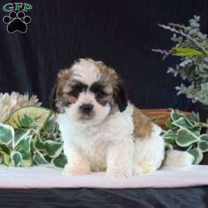 Winston, Teddy Bear Puppy