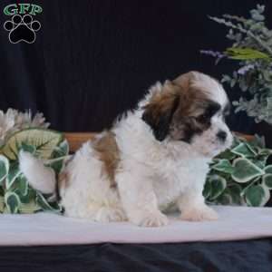 Winston, Teddy Bear Puppy