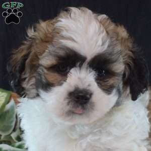 Winston, Teddy Bear Puppy