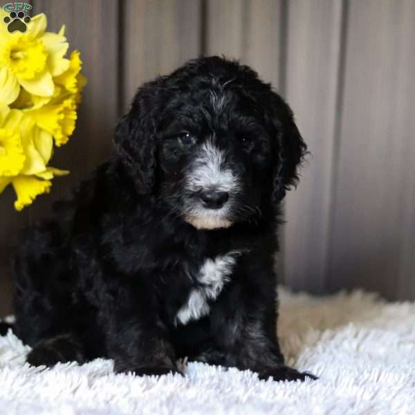 Wrangler, Sheepadoodle Puppy