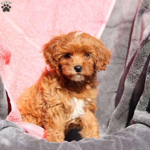 Wren, Cavapoo Puppy