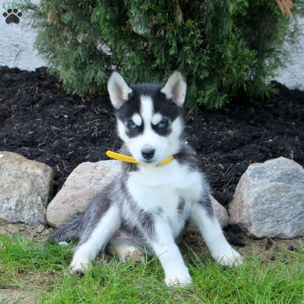 Wren, Siberian Husky Puppy