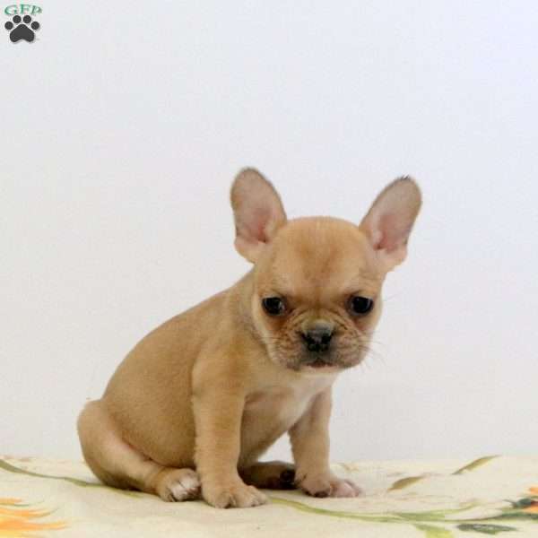 Wren, Frenchton Puppy