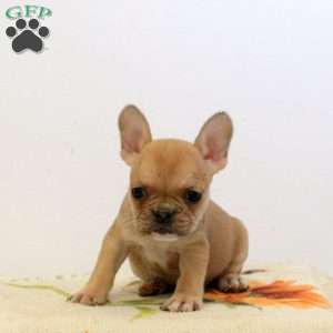 Wren, Frenchton Puppy