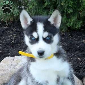 Wren, Siberian Husky Puppy