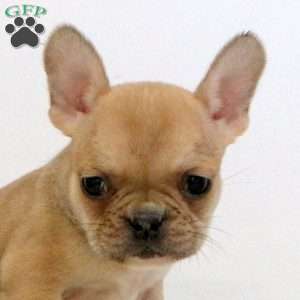 Wren, Frenchton Puppy