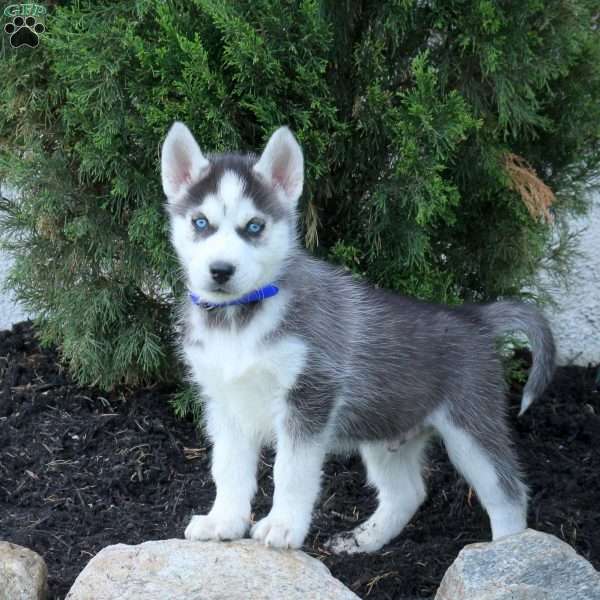 Wrex, Siberian Husky Puppy