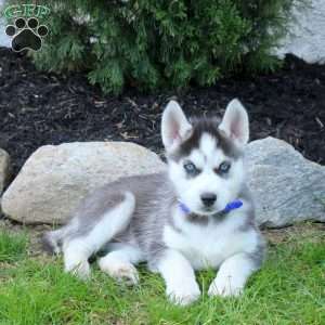 Wrex, Siberian Husky Puppy