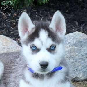 Wrex, Siberian Husky Puppy