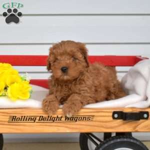 Wrigley, Cavapoo Puppy
