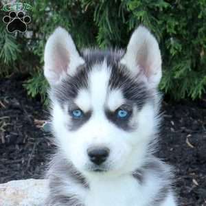 Wyatt, Siberian Husky Puppy