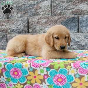 Wyatt, Golden Retriever Puppy