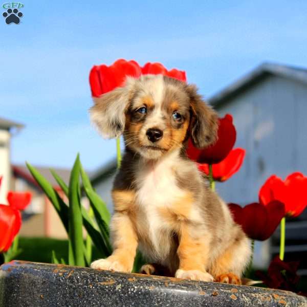 Xander, Dachshund Puppy