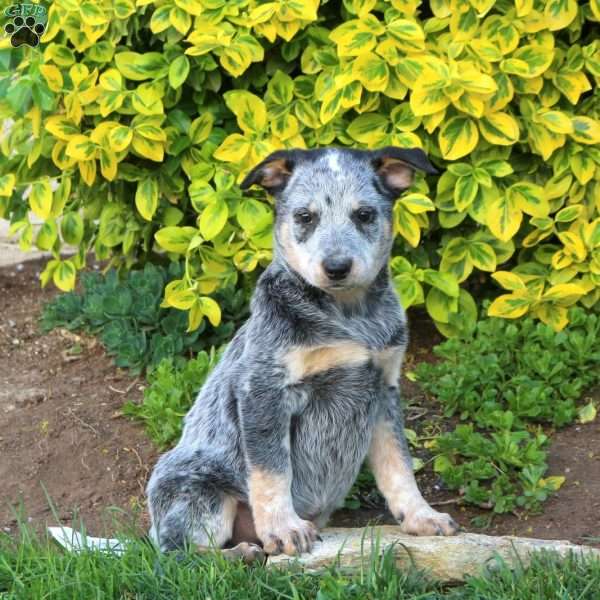 Yorkie, Blue Heeler – Australian Cattle Dog Puppy