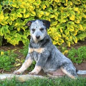 Yorkie, Blue Heeler – Australian Cattle Dog Puppy
