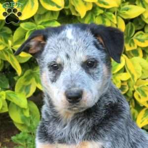 Yorkie, Blue Heeler – Australian Cattle Dog Puppy
