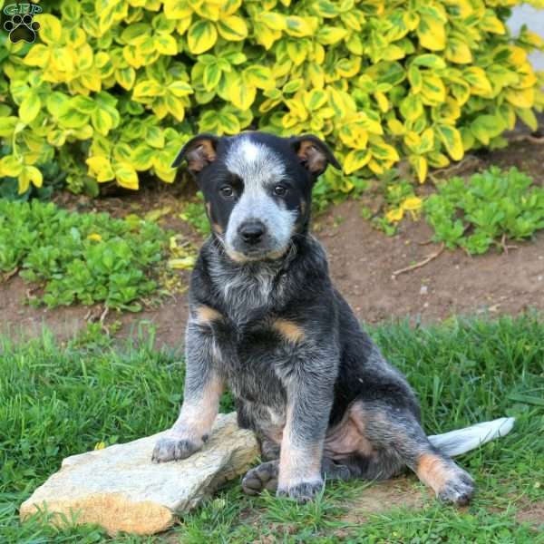 Zane, Blue Heeler – Australian Cattle Dog Puppy