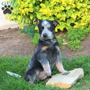 Zane, Blue Heeler – Australian Cattle Dog Puppy