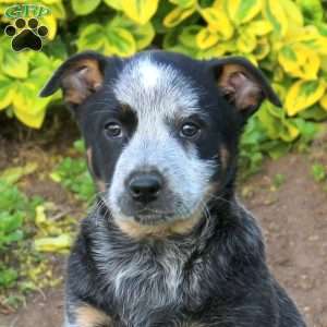 Zane, Blue Heeler – Australian Cattle Dog Puppy