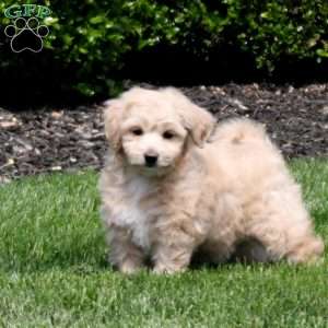 Zelda, Bich-Poo Puppy