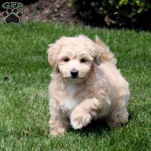 Zelda, Bich-Poo Puppy