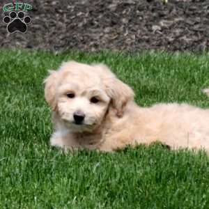 Zelda, Bich-Poo Puppy
