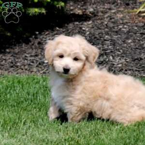Zelda, Bich-Poo Puppy