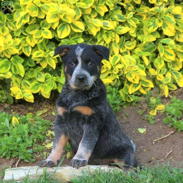 Zinia, Blue Heeler – Australian Cattle Dog Puppy