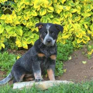 Zinia, Blue Heeler – Australian Cattle Dog Puppy