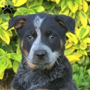 Zinia, Blue Heeler – Australian Cattle Dog Puppy