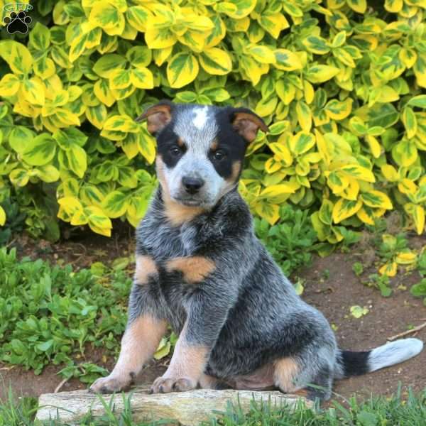 Zion, Blue Heeler – Australian Cattle Dog Puppy