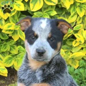 Zion, Blue Heeler – Australian Cattle Dog Puppy