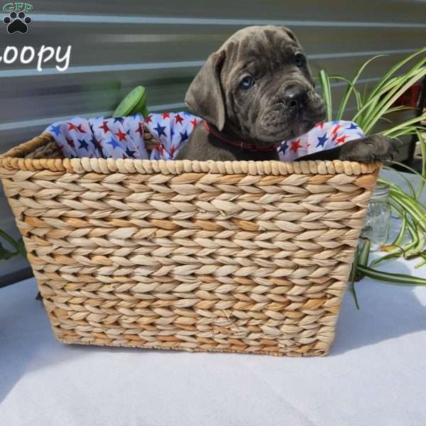 Snoopy, Cane Corso Puppy