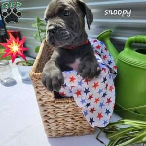 Snoopy, Cane Corso Puppy