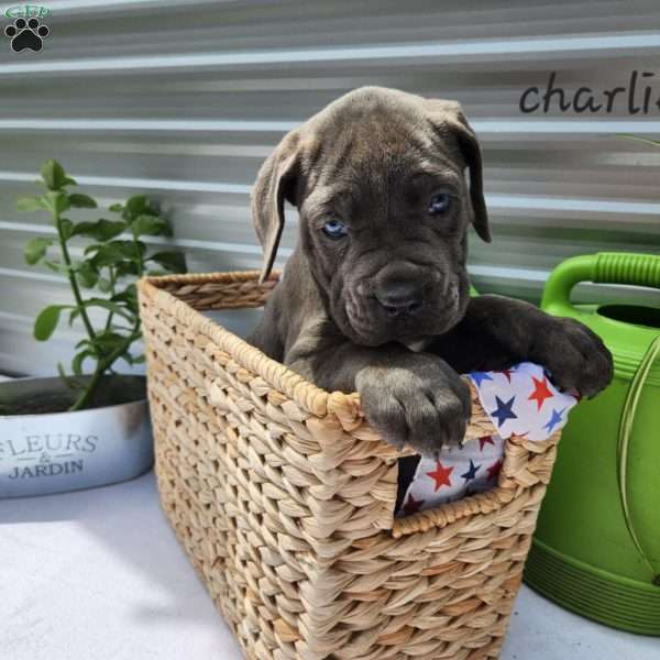 Charlie, Cane Corso Puppy
